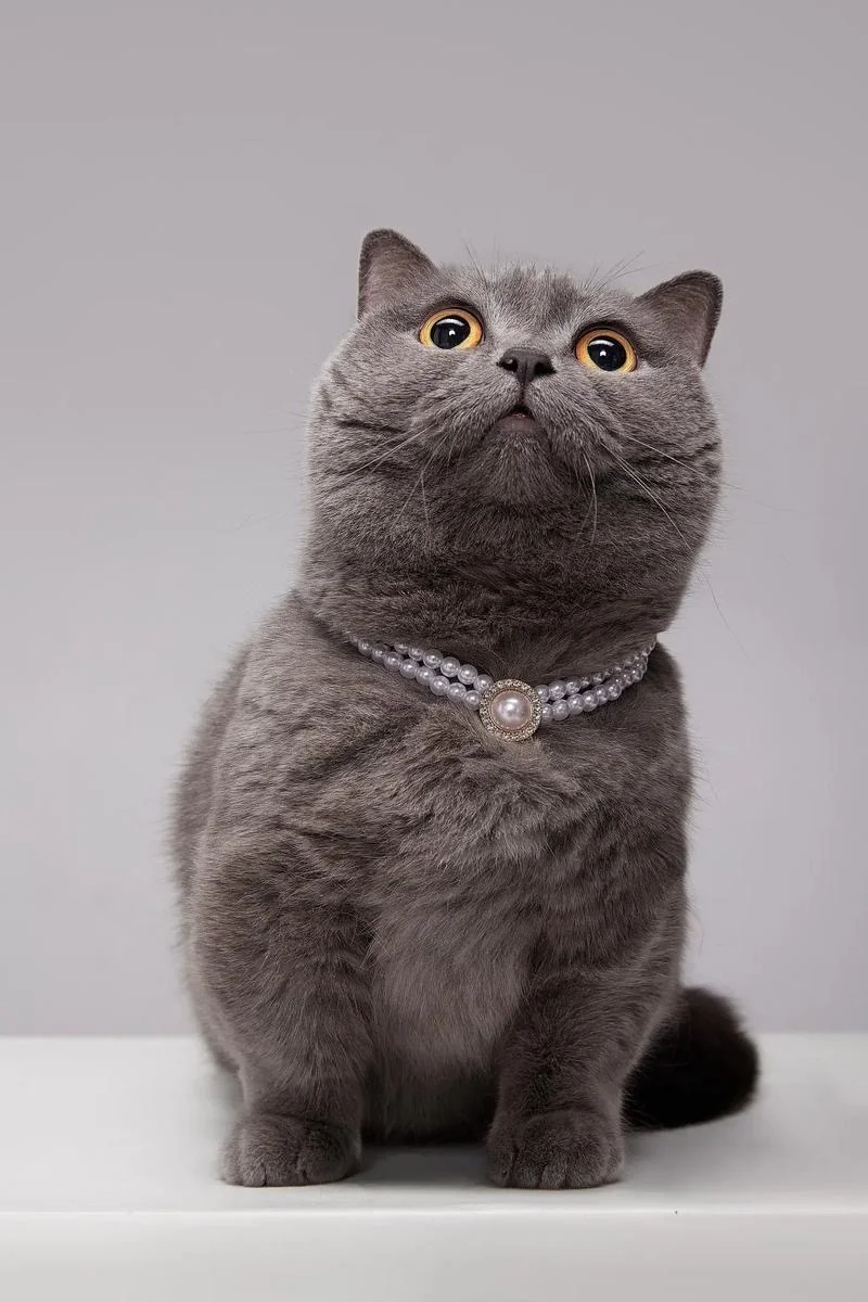 原始蓝猫：一切的起点